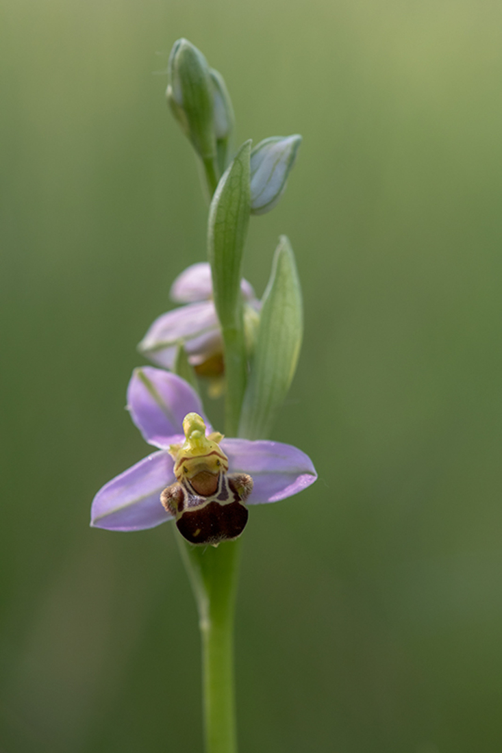 Bijenorchis