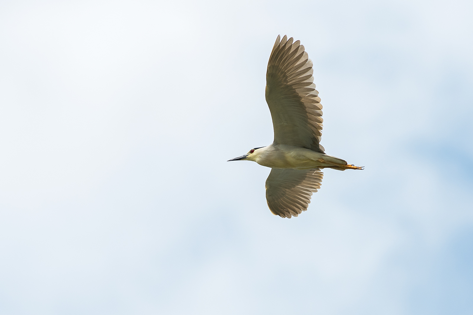 Kwak