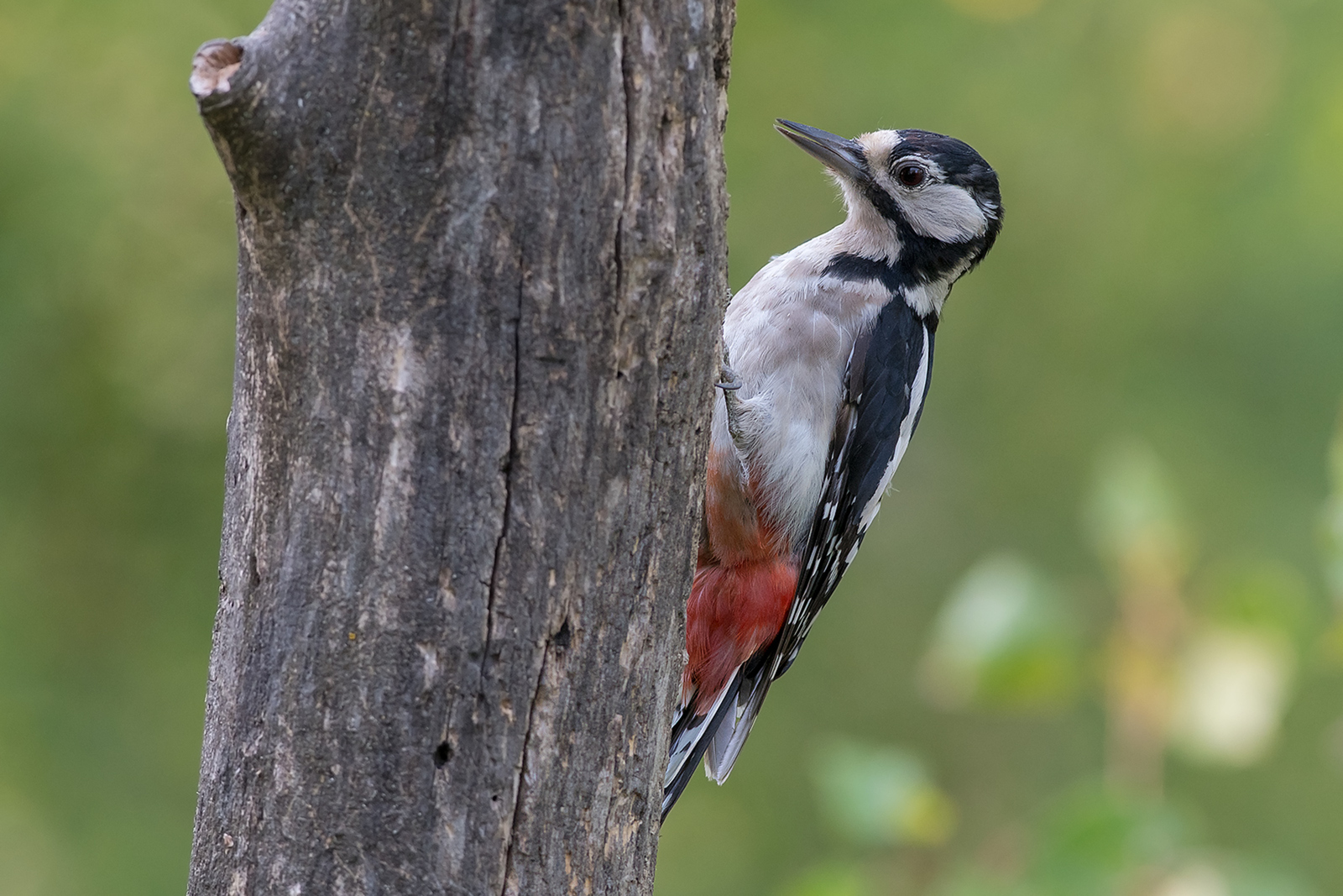 Grote Bonte Specht
