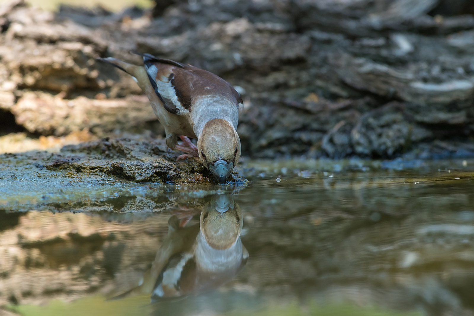 Appelvink