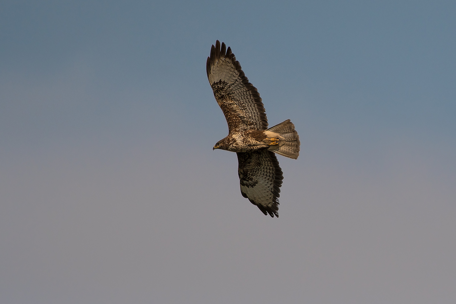 Buizerd