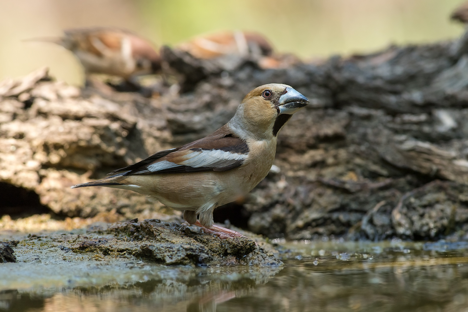 Appelvink