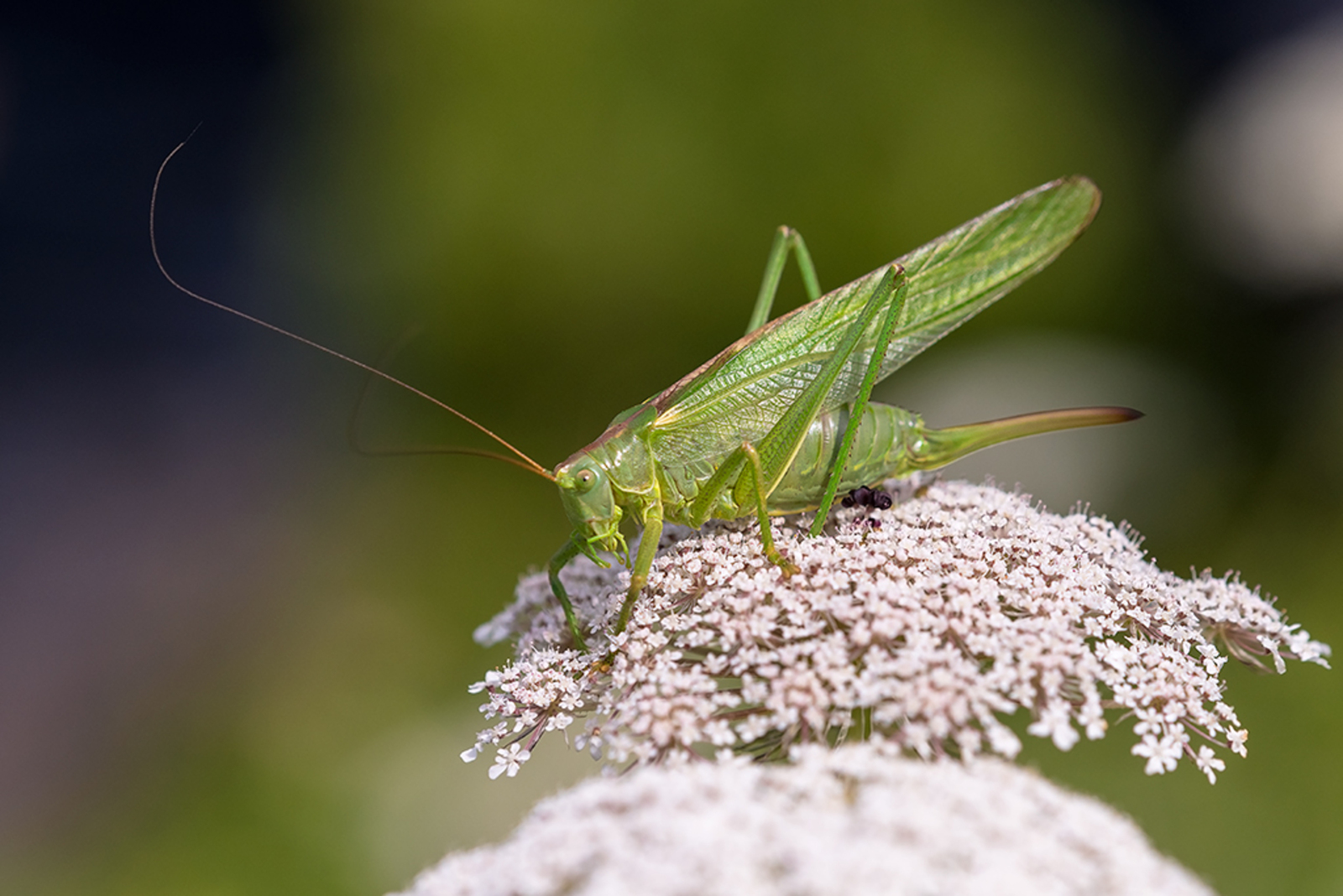 Grote Groene Sabelsprinkhaan