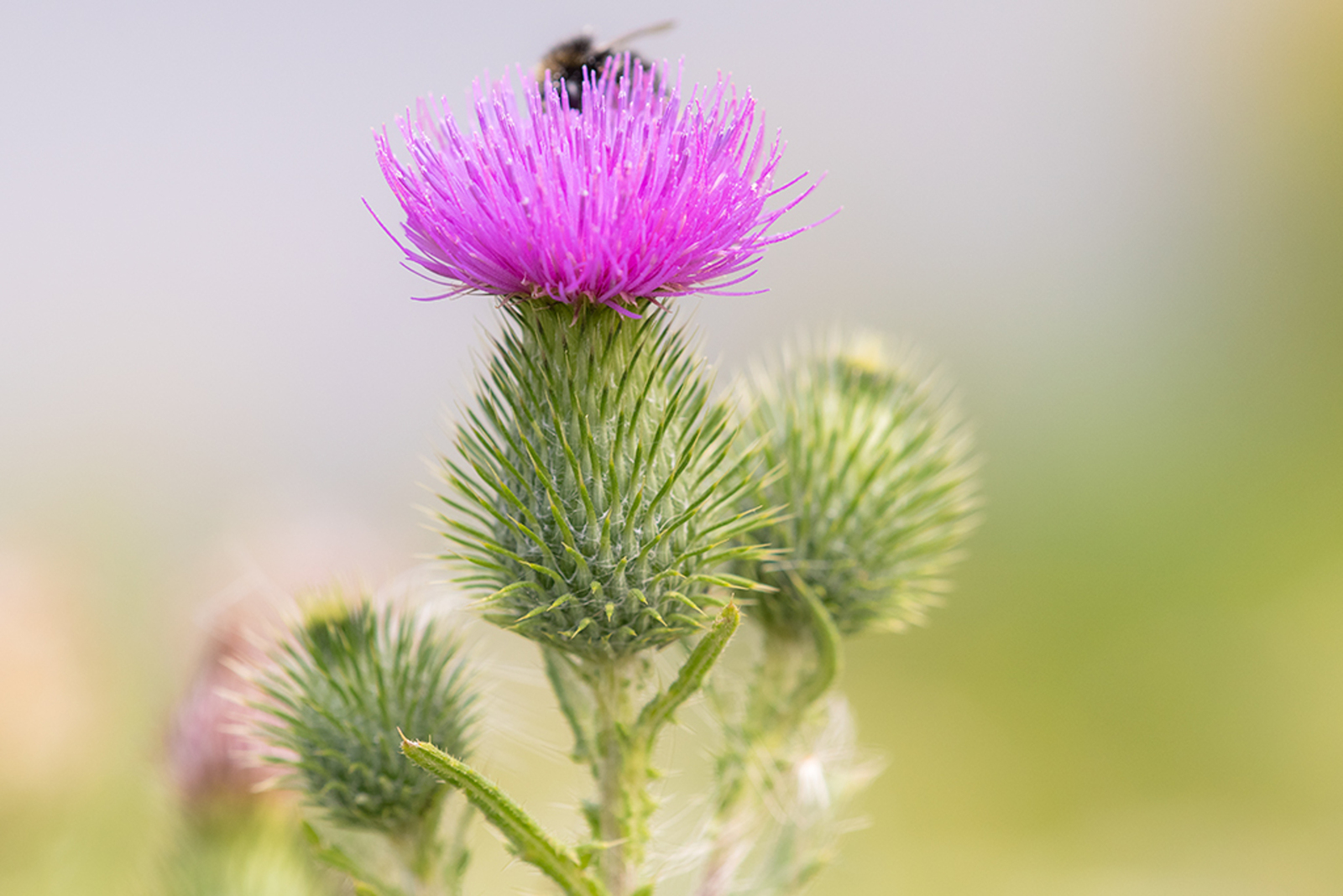 Speerdistel