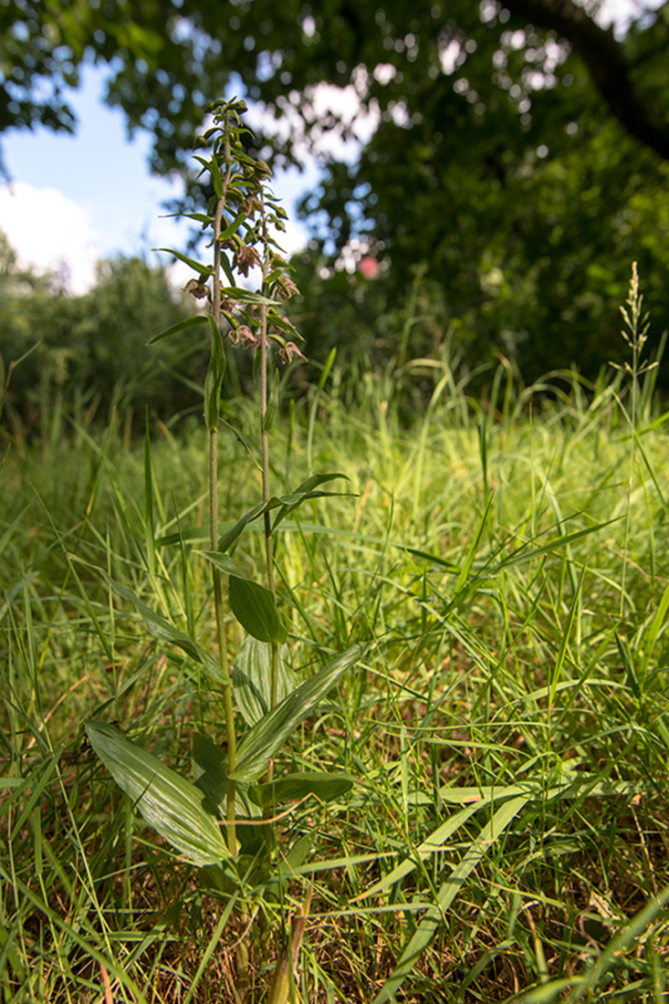 Brede Wespenorchis