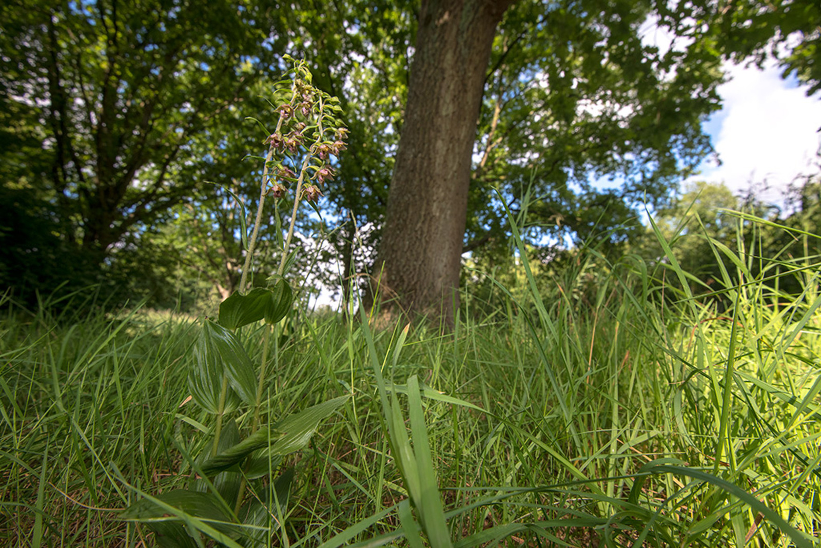 Brede Wespenorchis