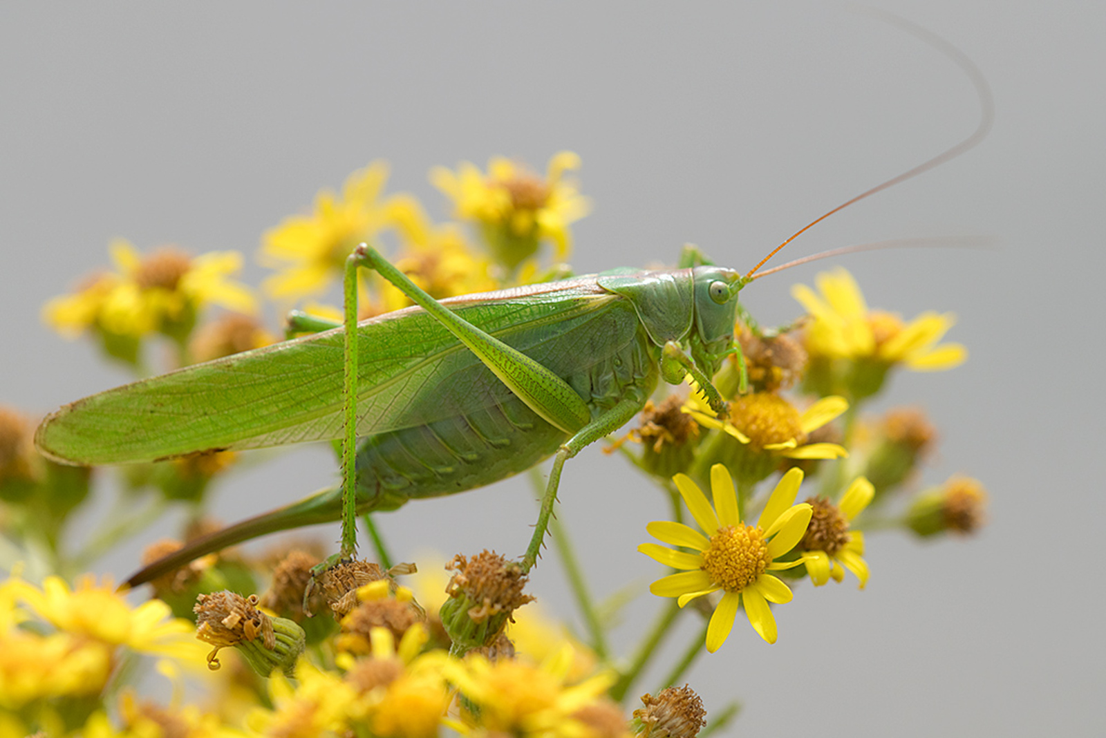 Grote Groene Sabelsprinkhaan
