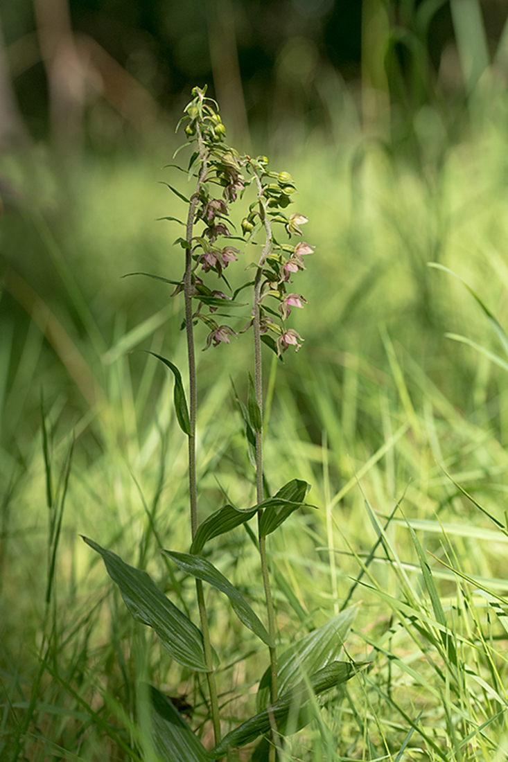 Brede Wespenorchis
