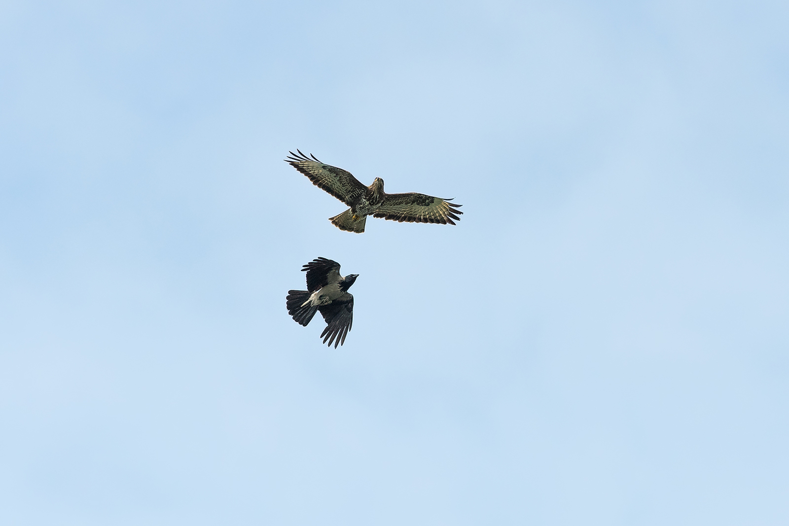 Buizerd