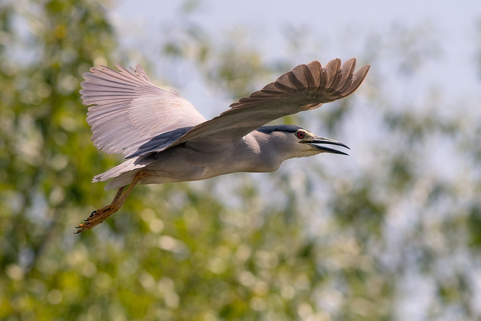 Kwak