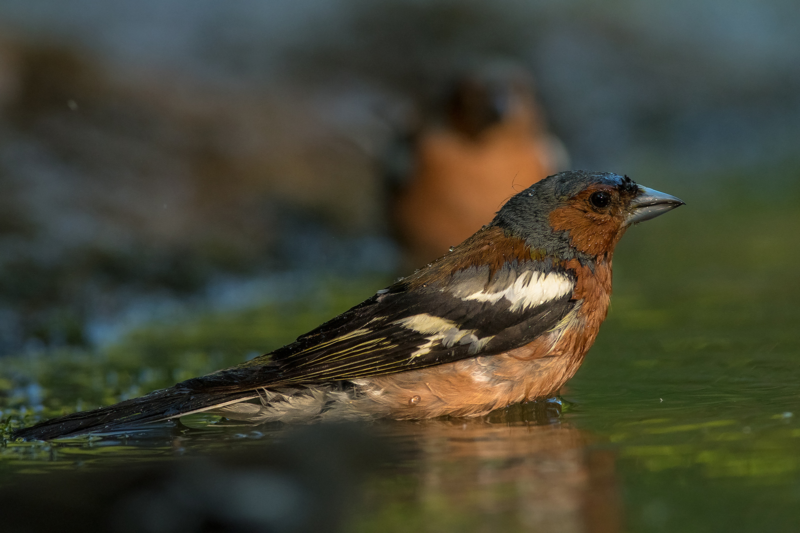 Vink