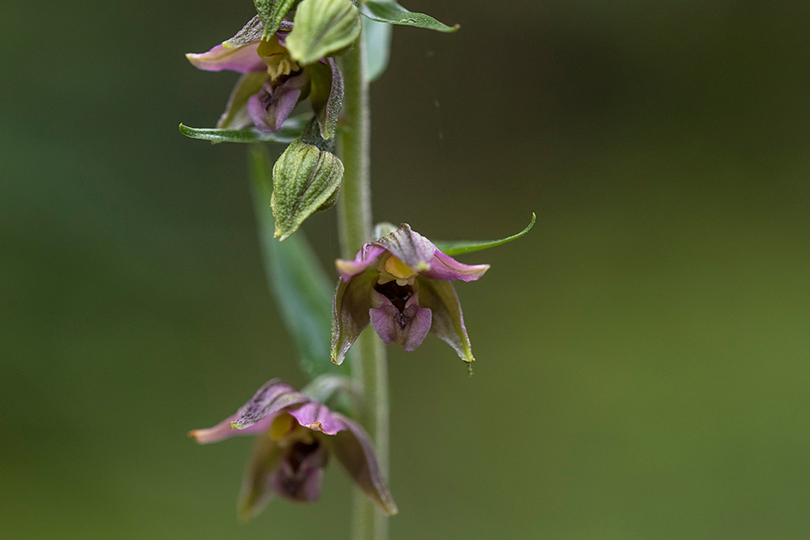 Brede Wespenorchis
