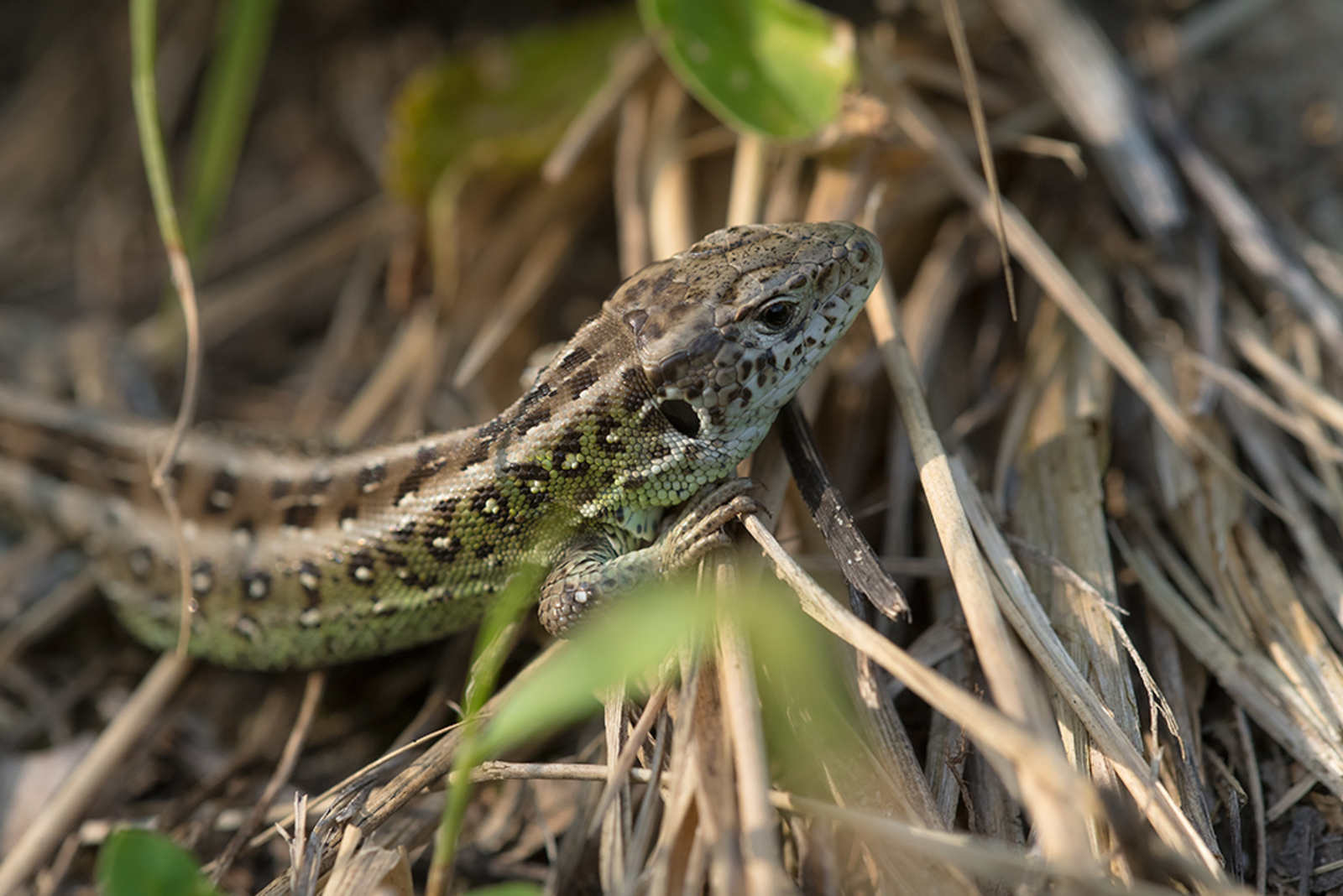 Zandhagedis