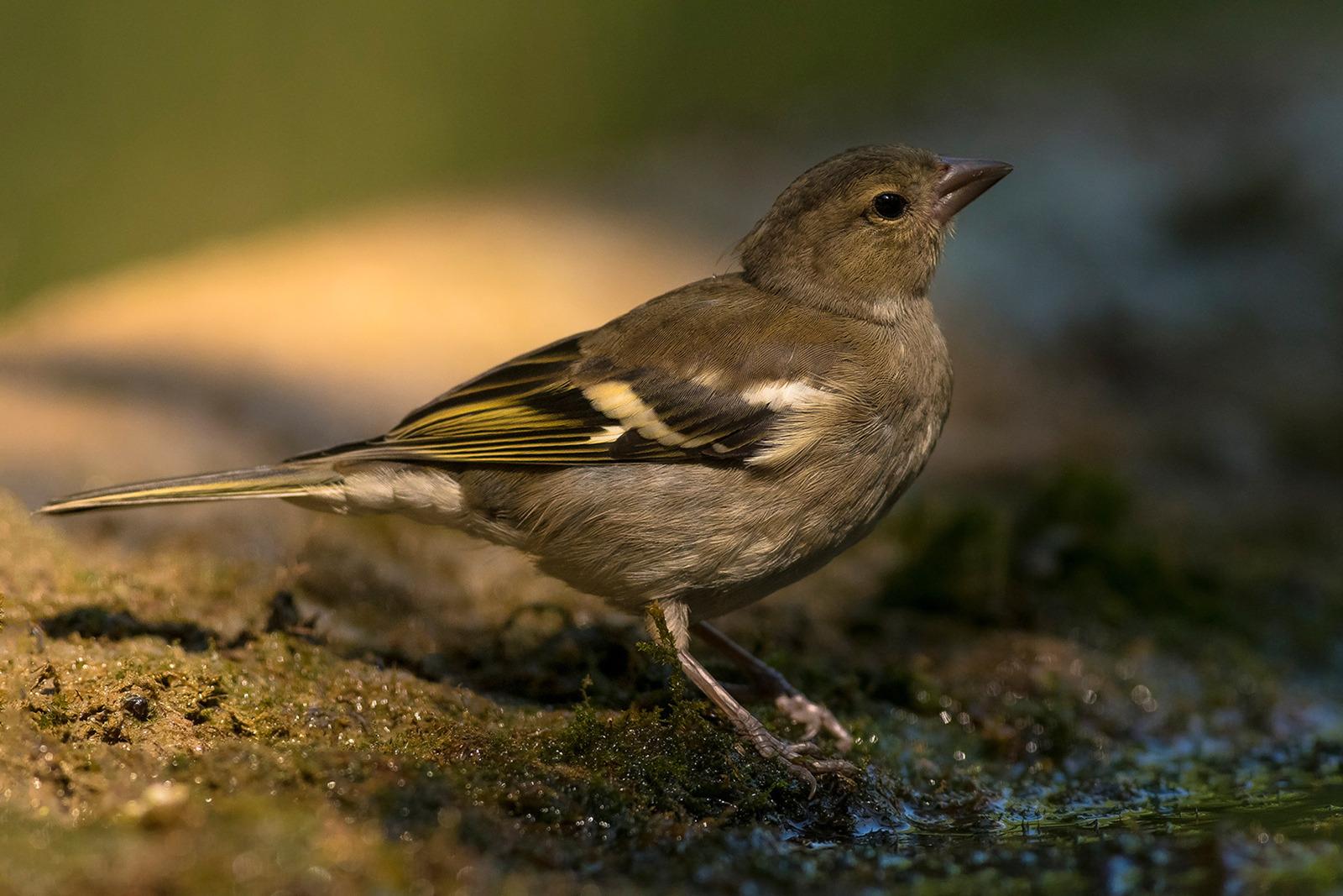 Vink