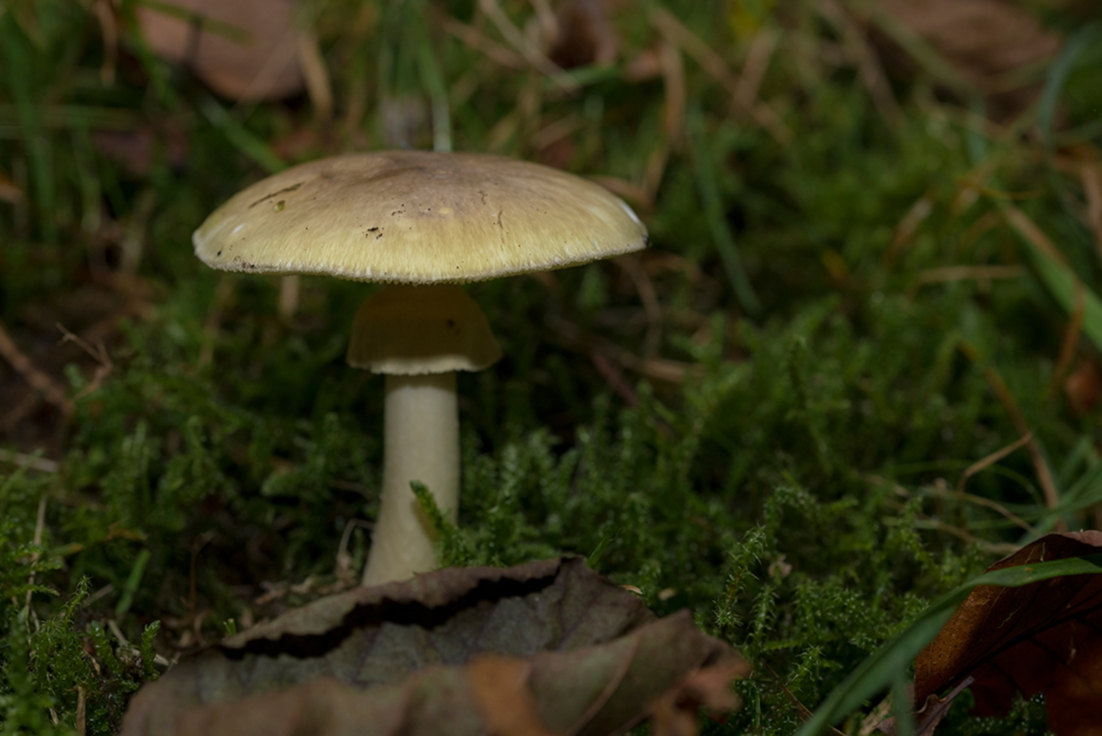 Groene Knolamaniet