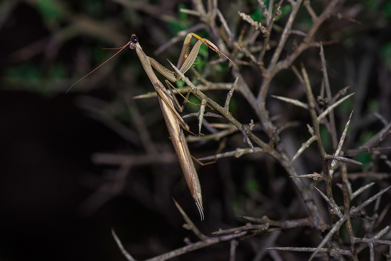 Europese Bidsprinkhaan