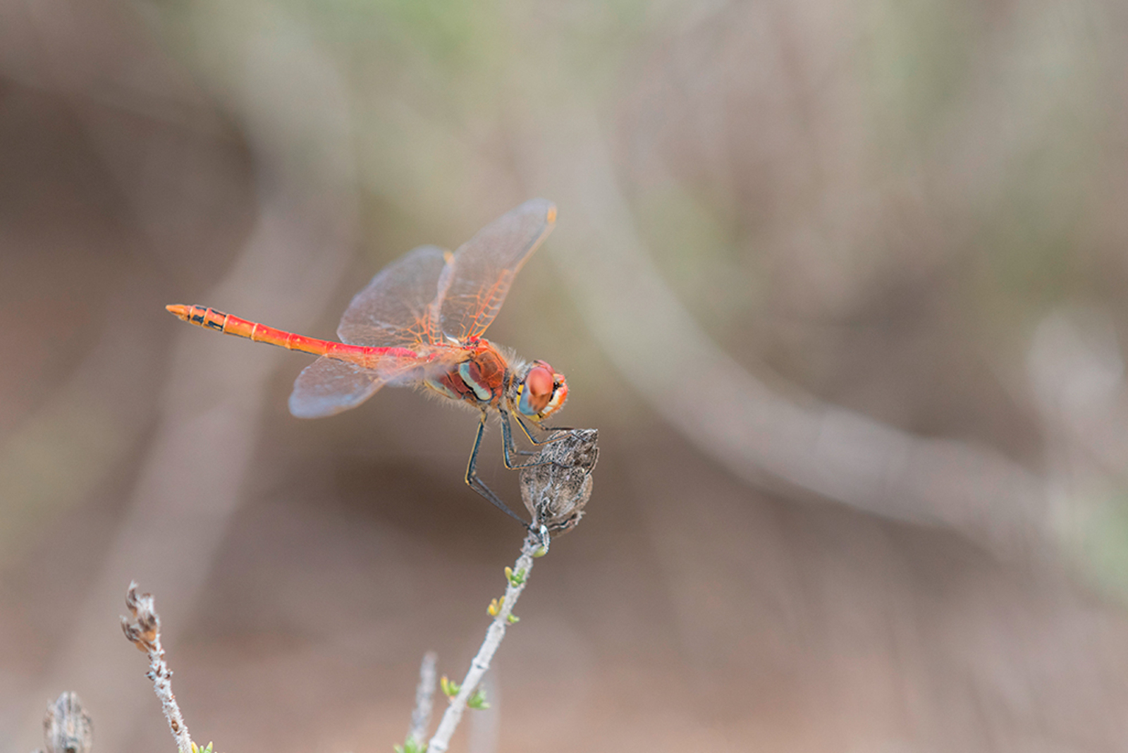 Zwervende Heidelibel
