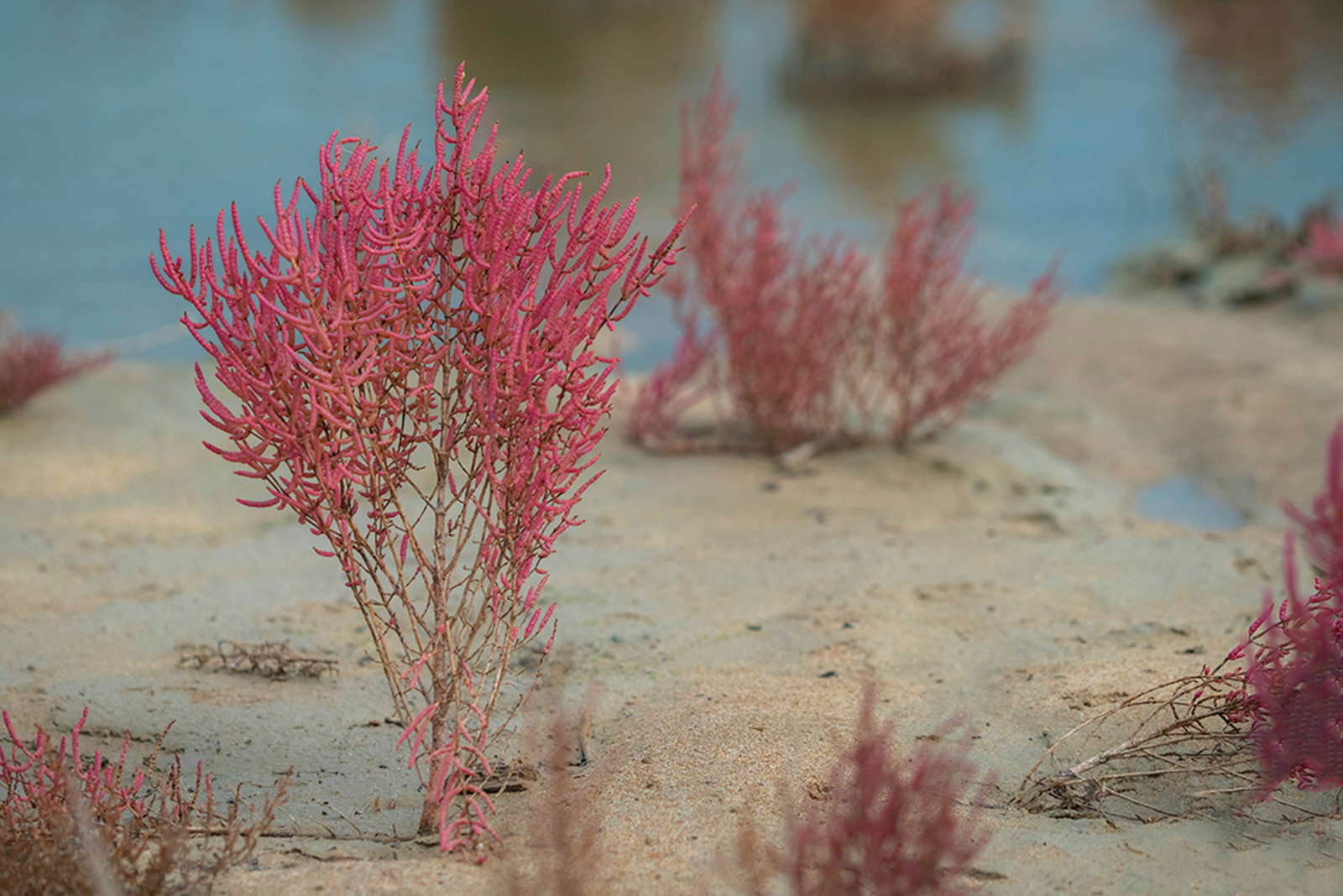 Roodachtige Zeekraal