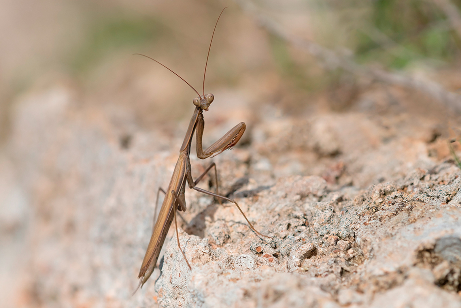 Europese Bidsprinkhaan