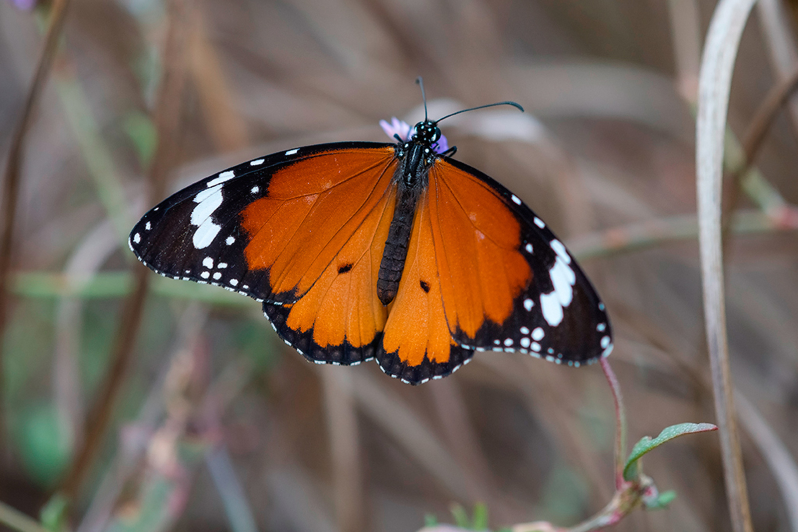 Kleine Monarchvlinder