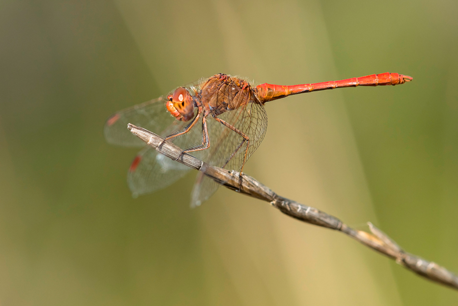 Zuidelijke Heidelibel