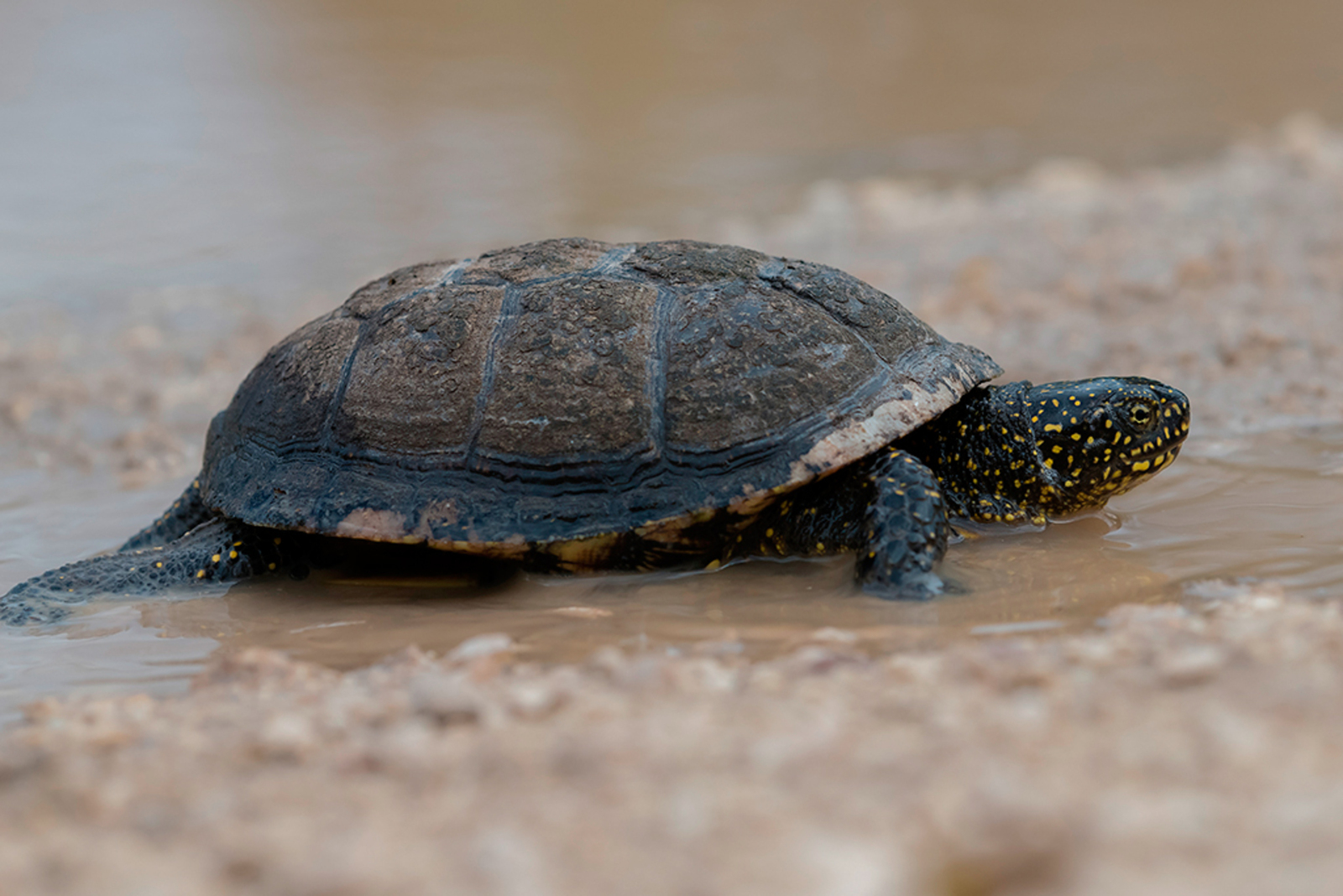 Europese Moerasschildpad