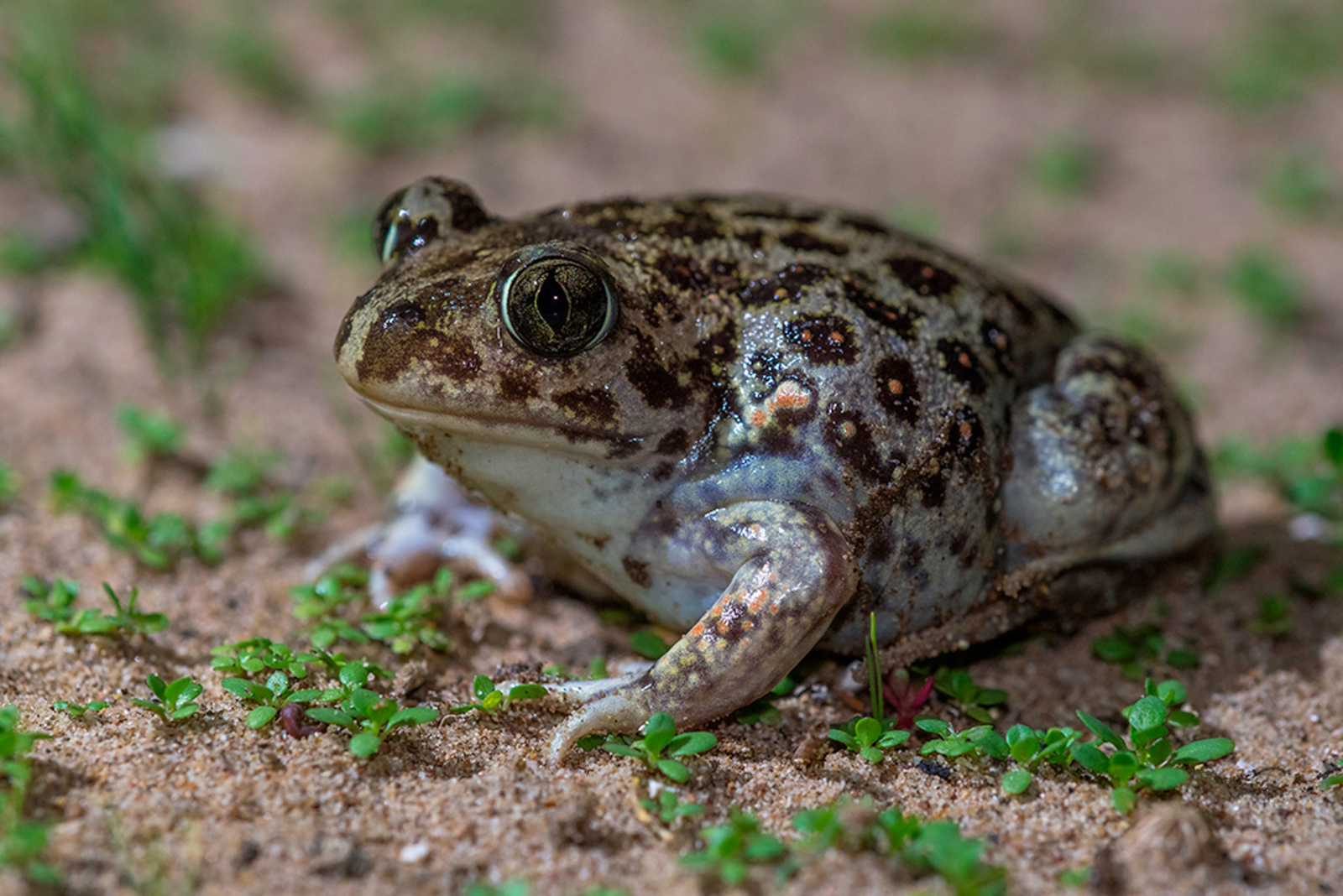 Syrische Knoflookpad