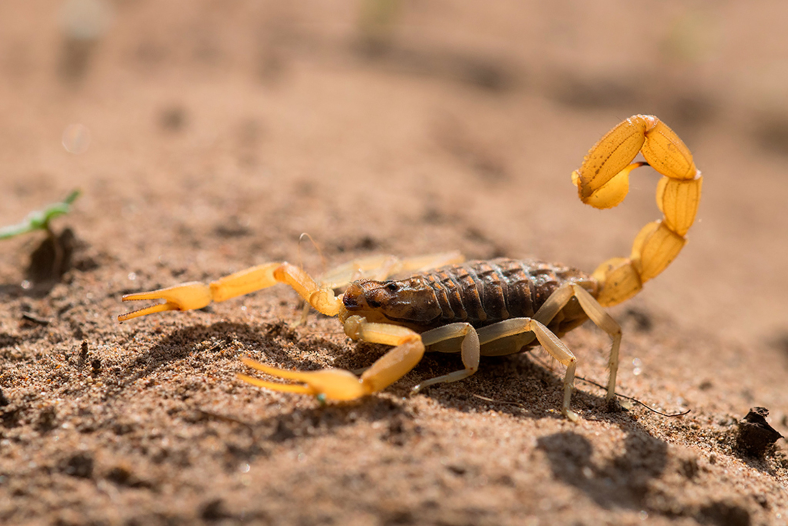 Aegaeobuthus gibbosus