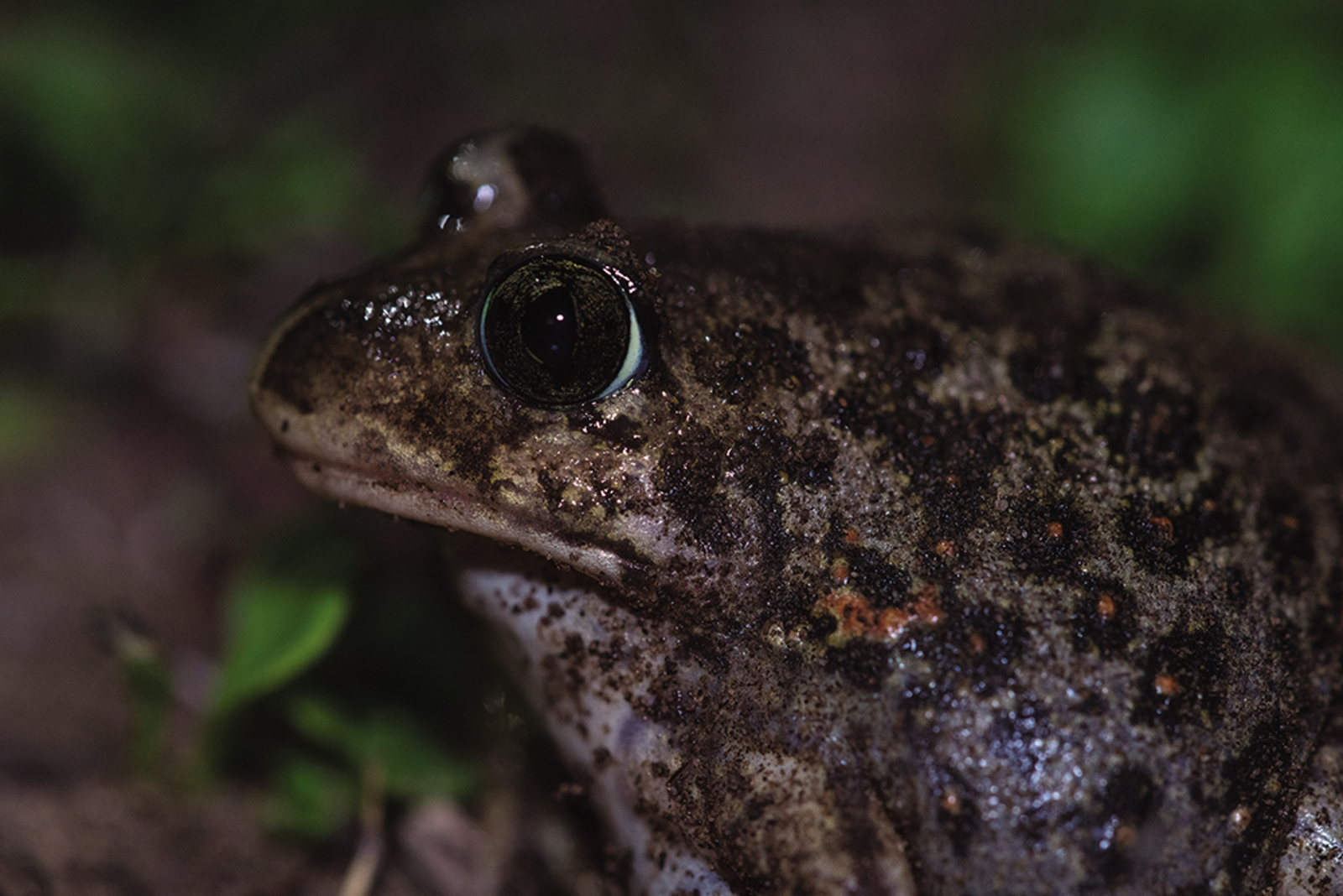 Syrische Knoflookpad