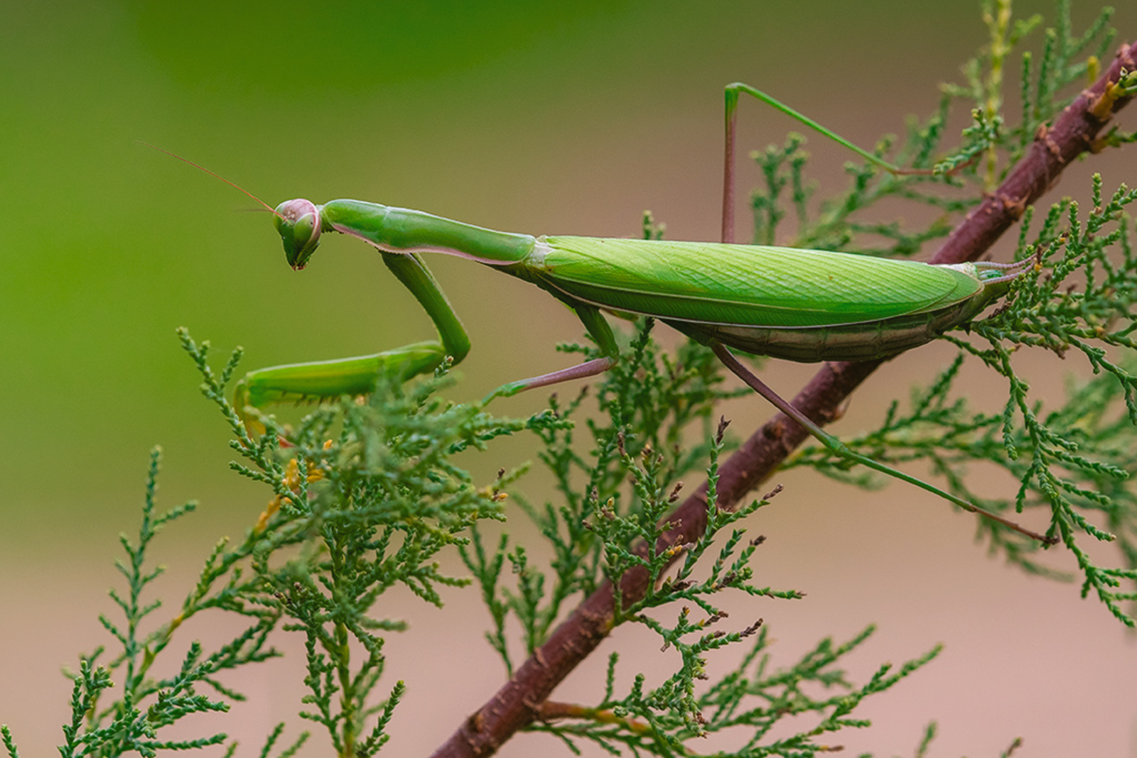 Europese Bidsprinkhaan