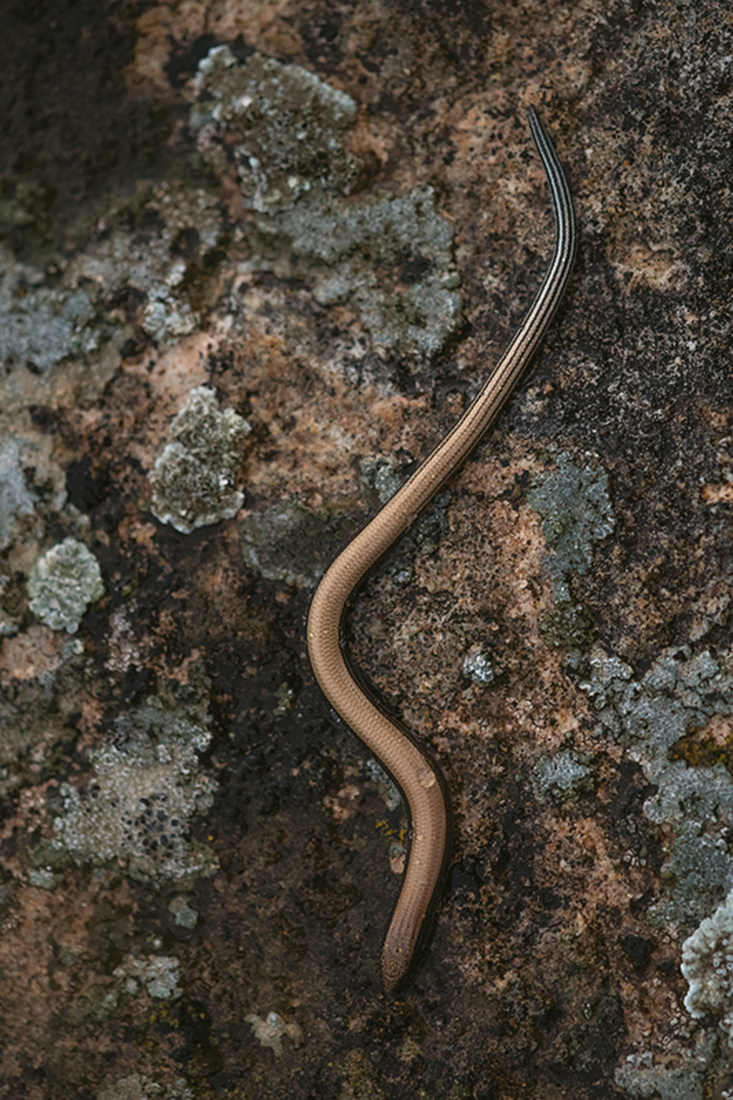 Pootloze Skink