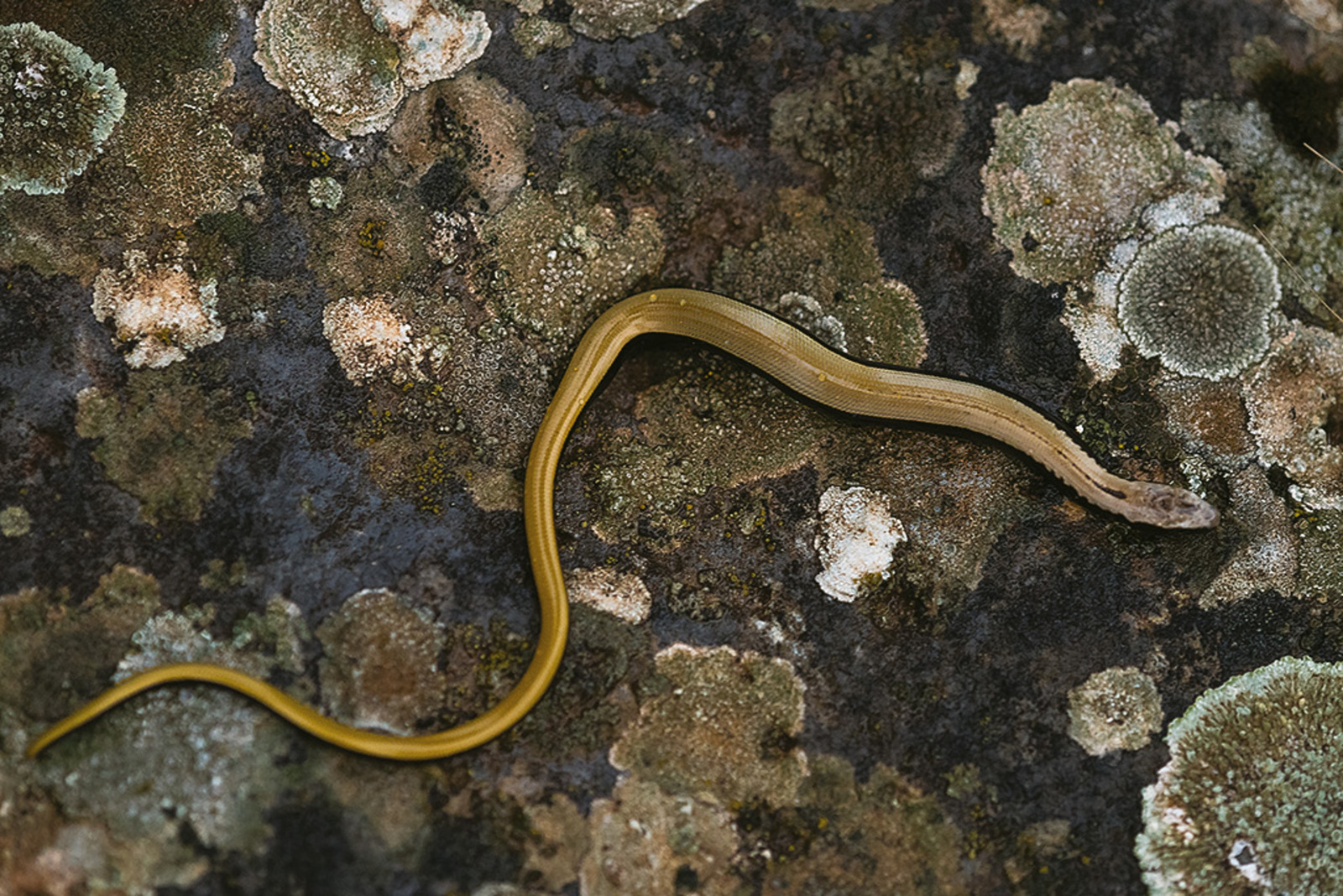 Peloponnesoshazelworm