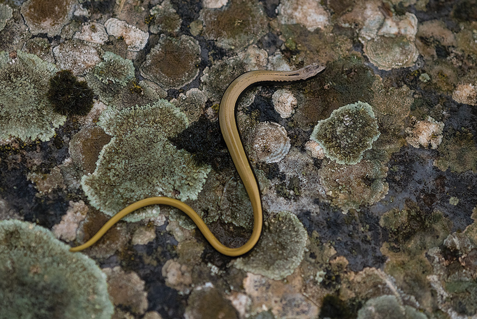 Peloponnesoshazelworm