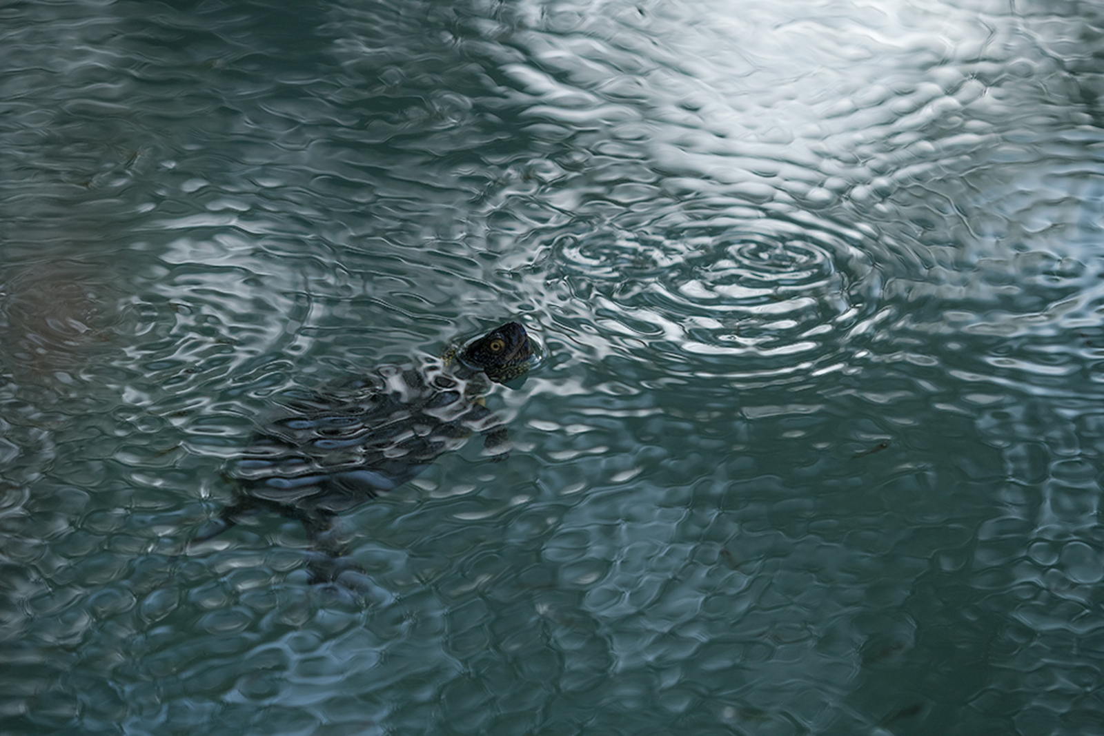 Europese Moerasschildpad