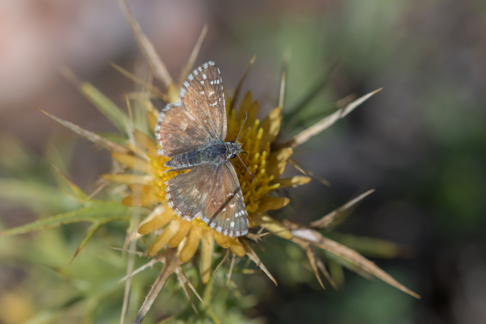 Groot Spikkeldikkopje