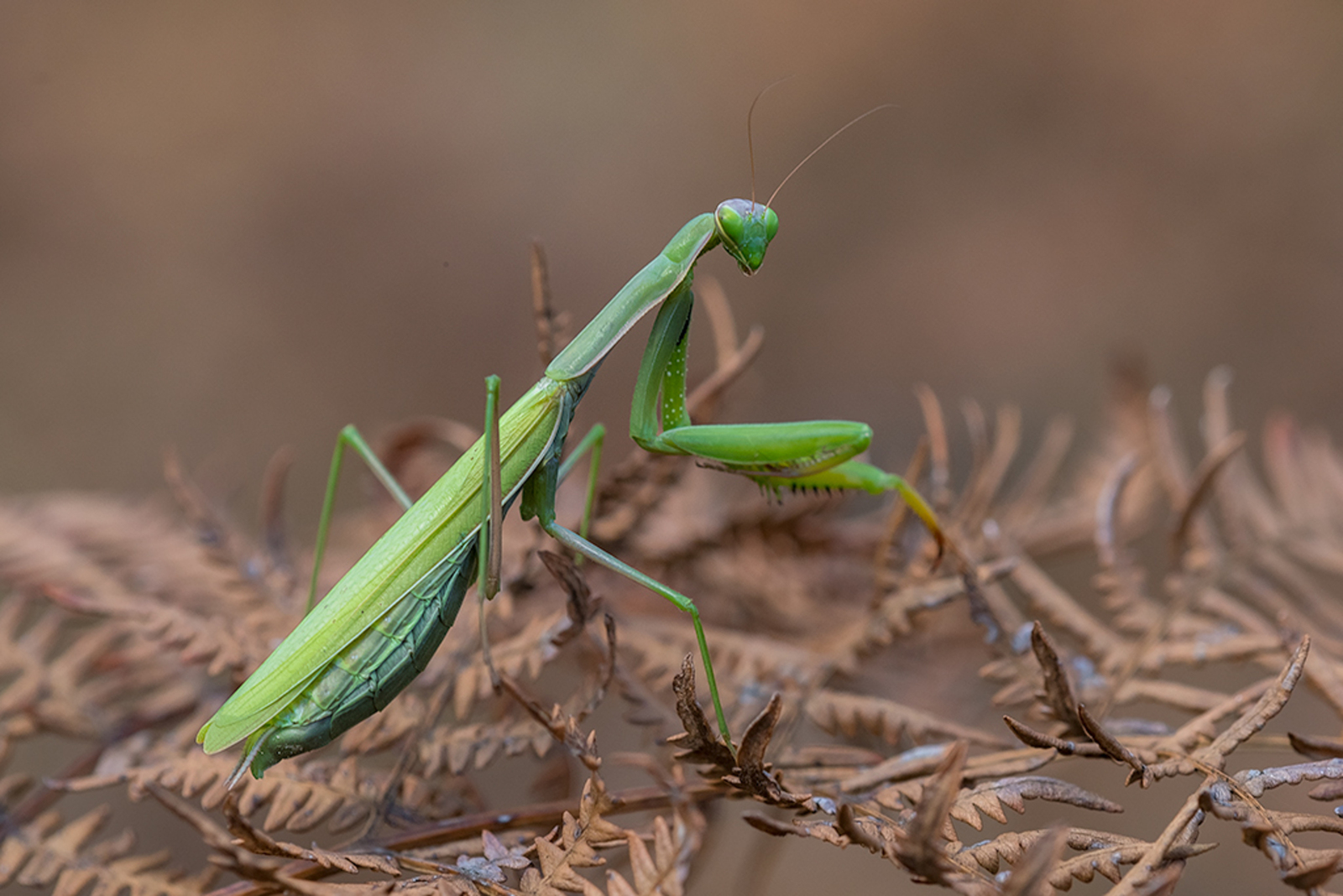 Europese Bidsprinkhaan