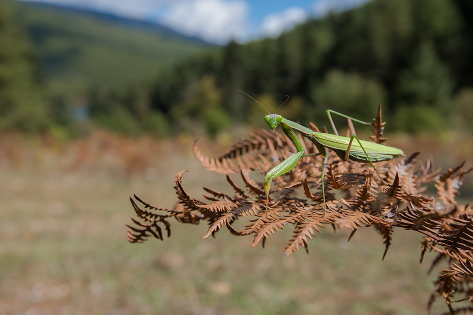 Europese Bidsprinkhaan