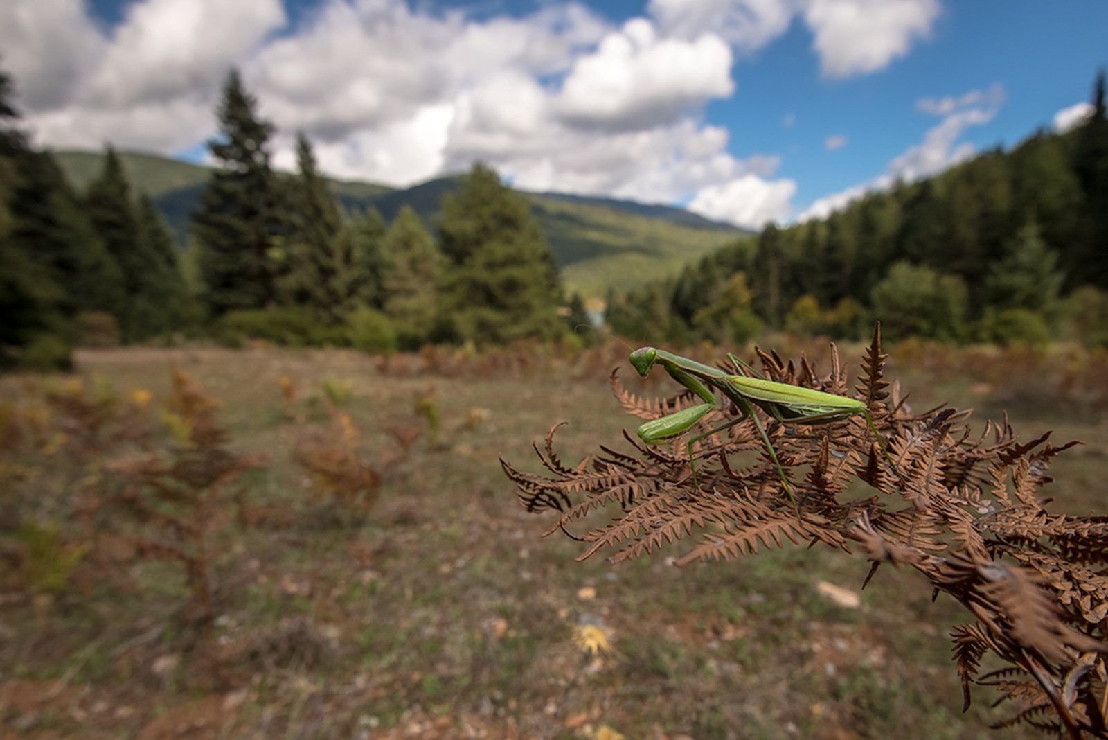 Europese Bidsprinkhaan