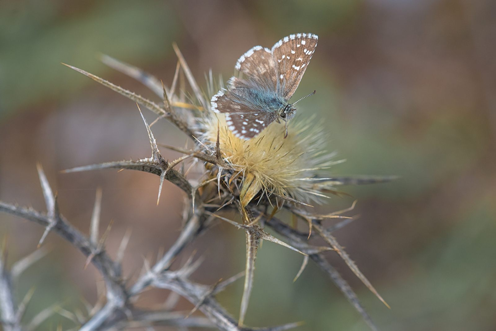 Groot Spikkeldikkopje