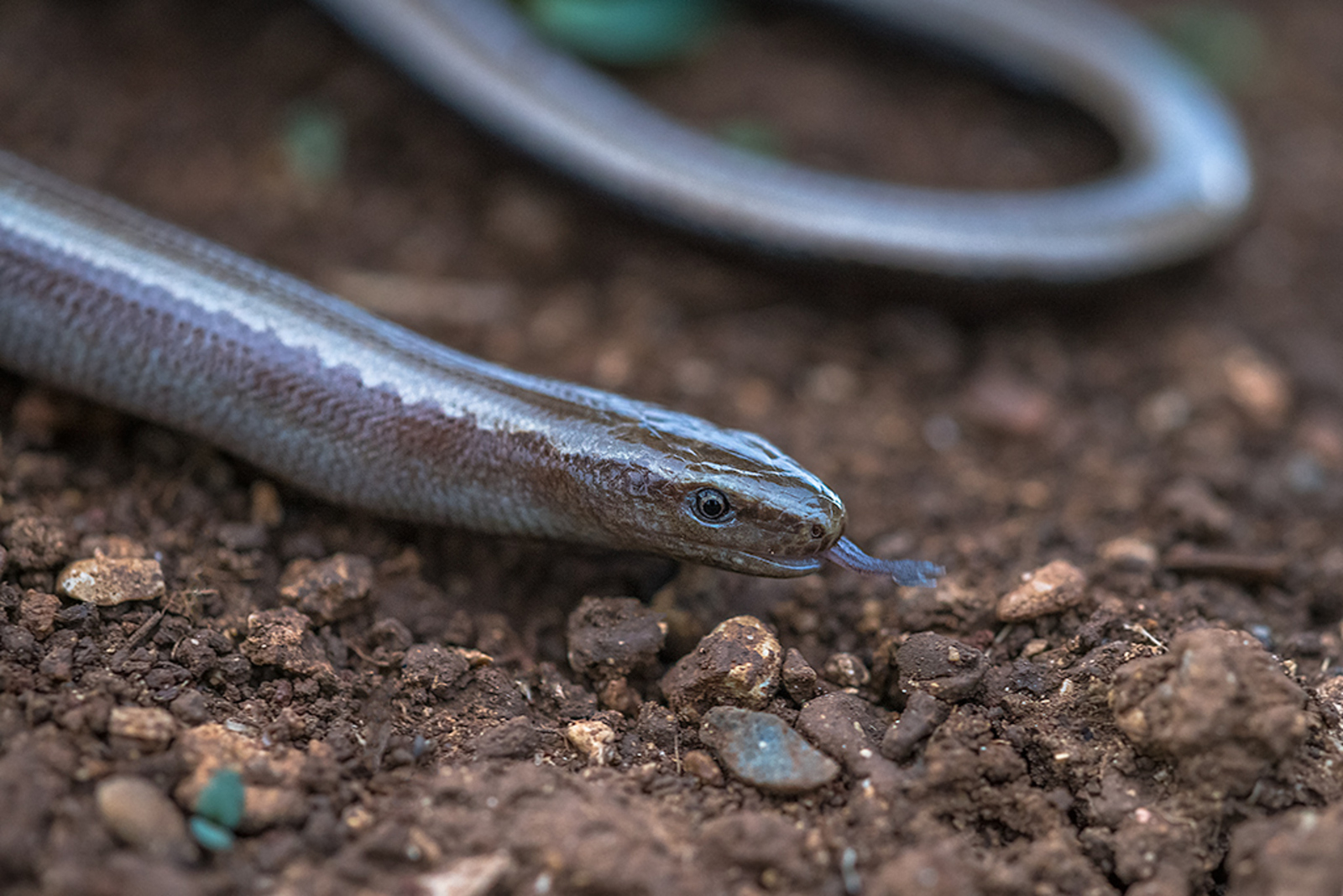 Peloponnesoshazelworm