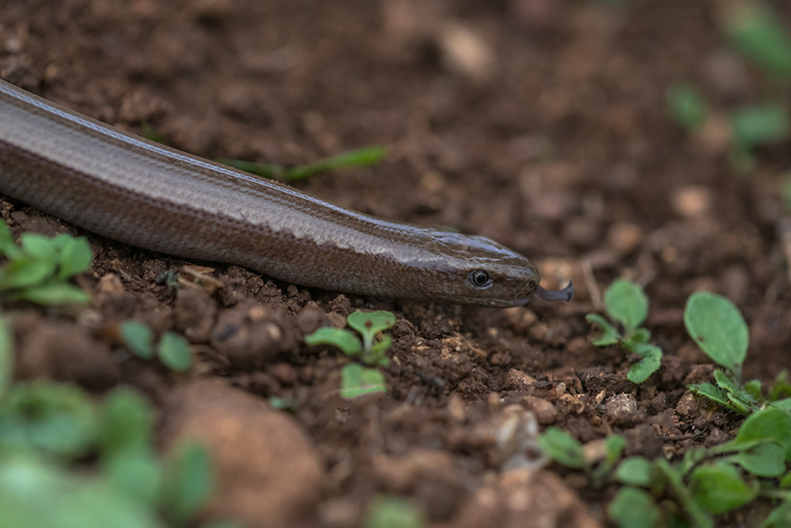 Peloponnesoshazelworm