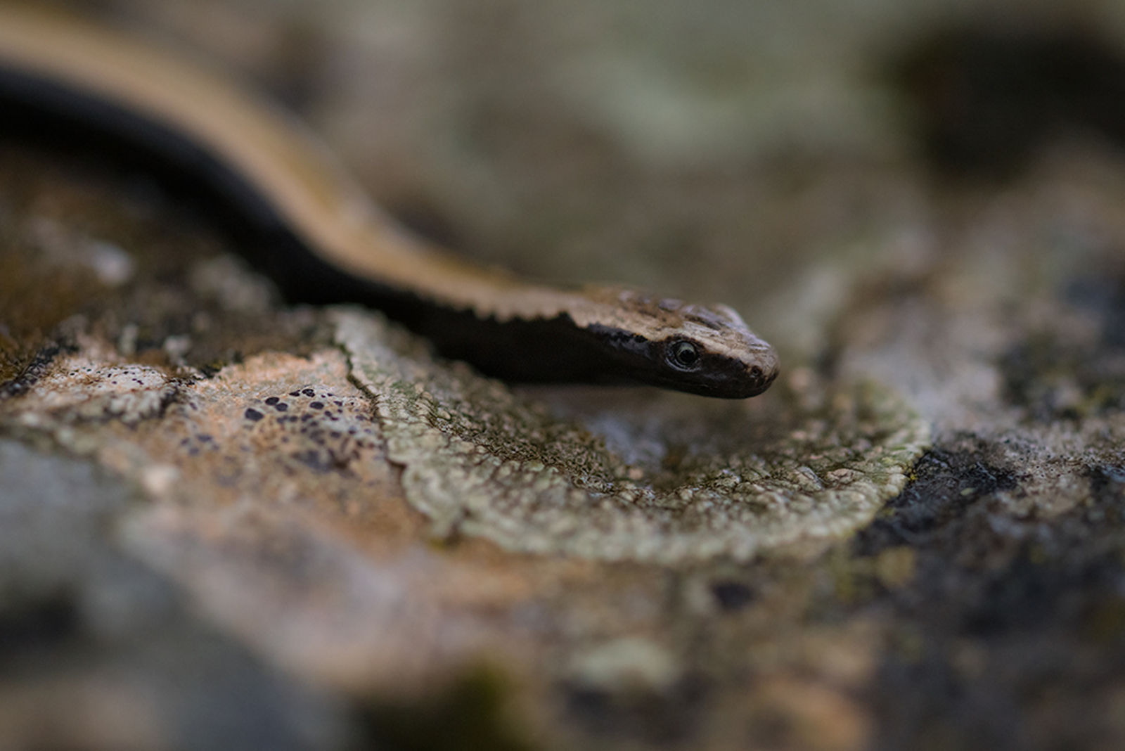 Peloponnesoshazelworm