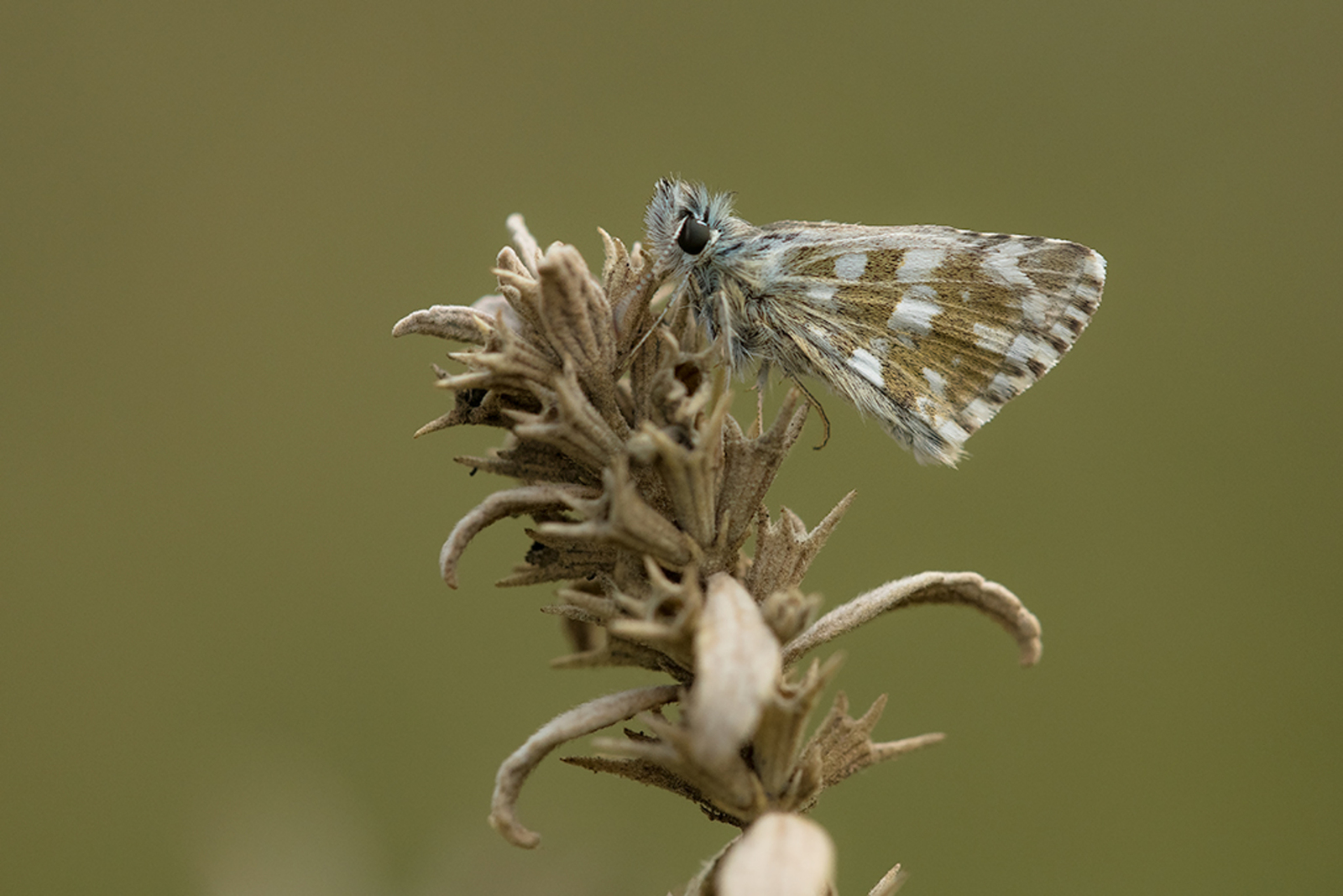 Breton's Spikkeldikkopje
