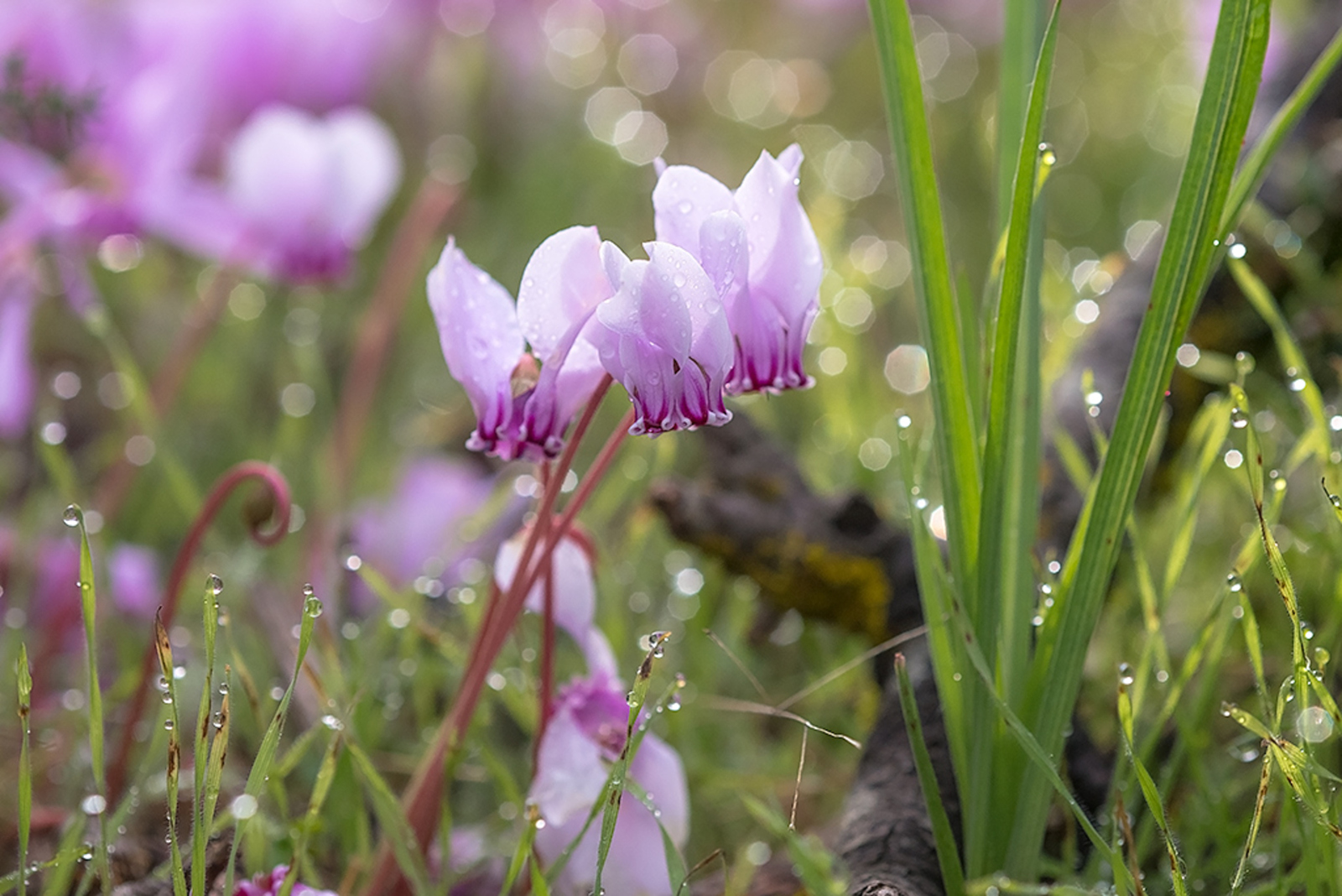 Napolitaanse Cyclaam