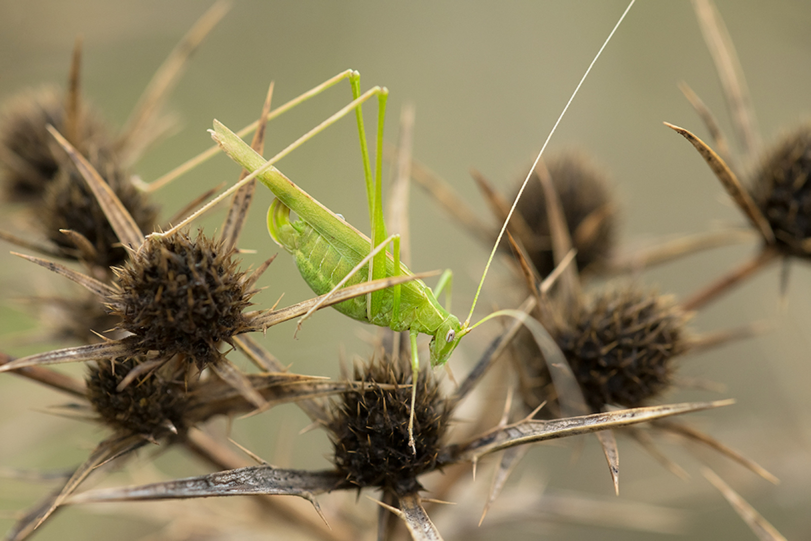 Witsprietsikkelsprinkhaan