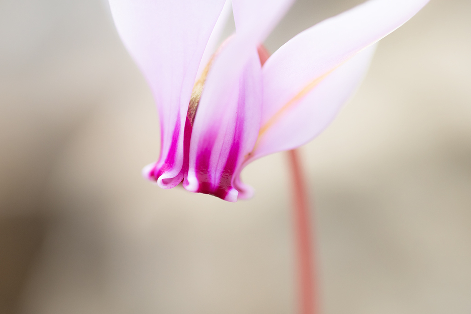 Napolitaanse Cyclaam