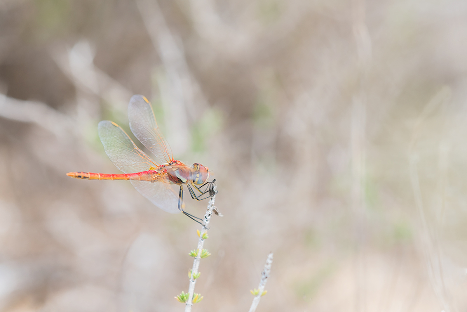 Zwervende Heidelibel