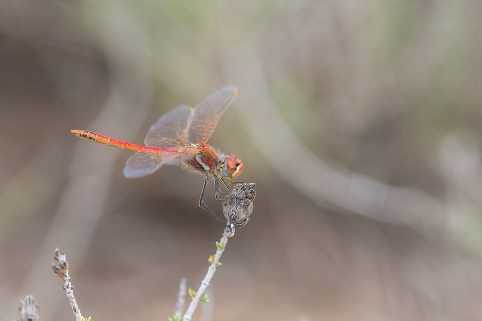 Zwervende Heidelibel
