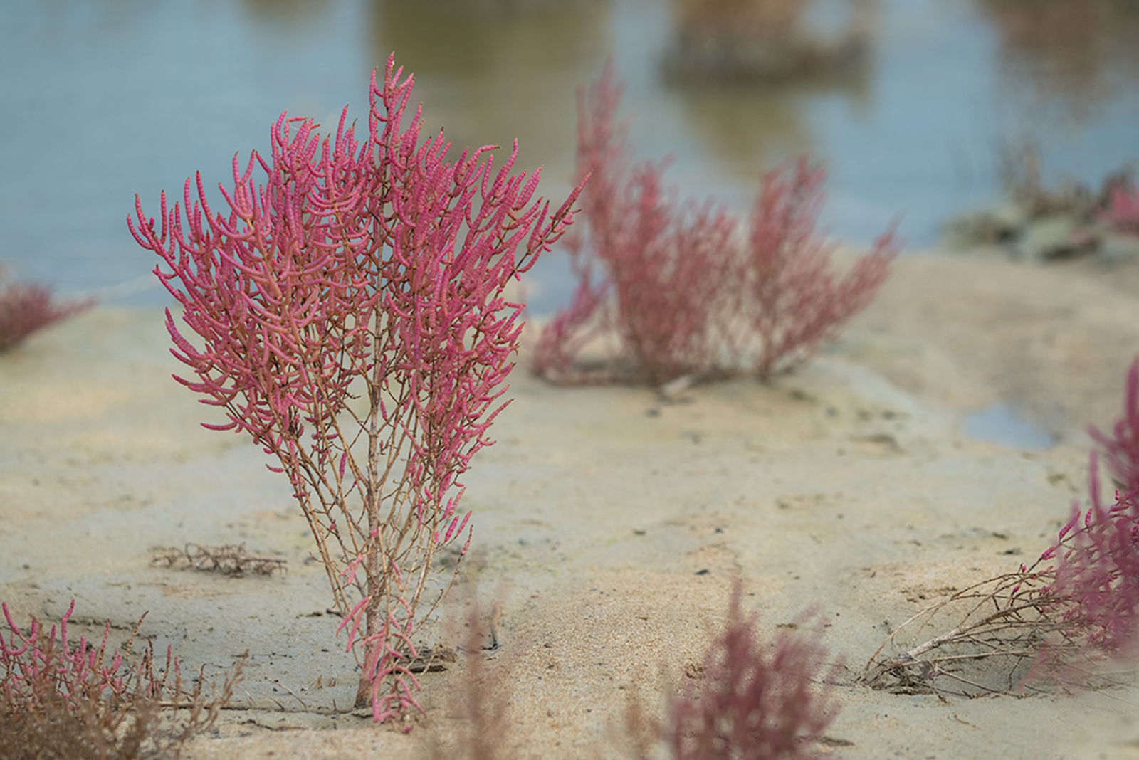 Roodachtige Zeekraal