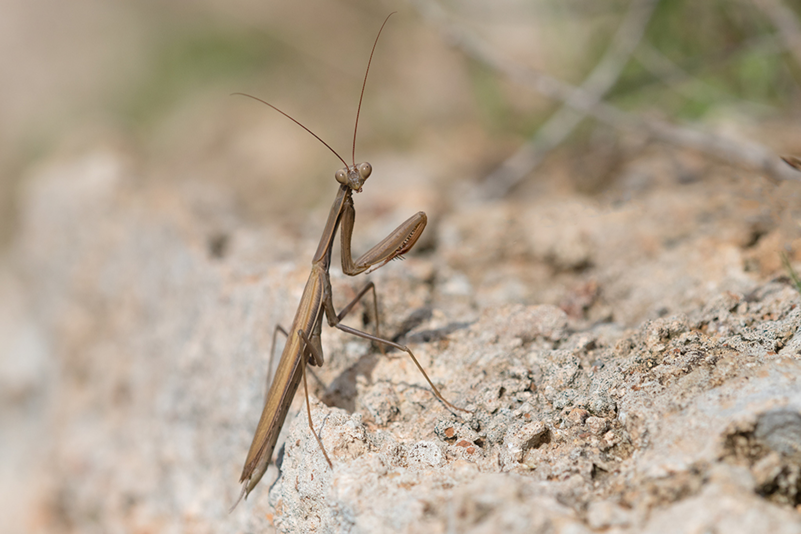 Europese Bidsprinkhaan